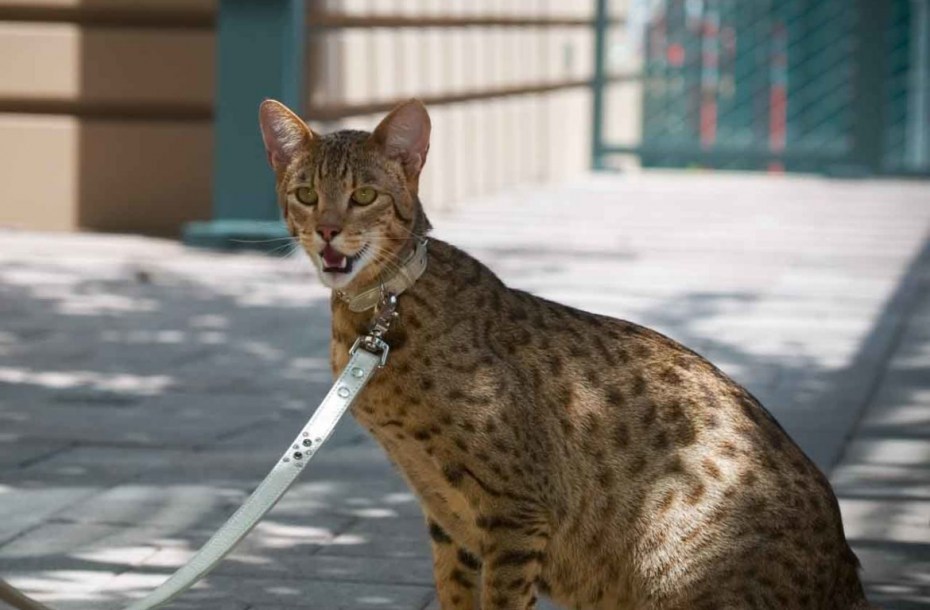 Саванна кошка