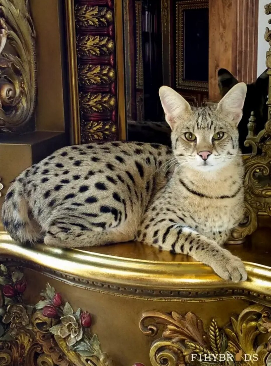 Кошка Саванна и сервал