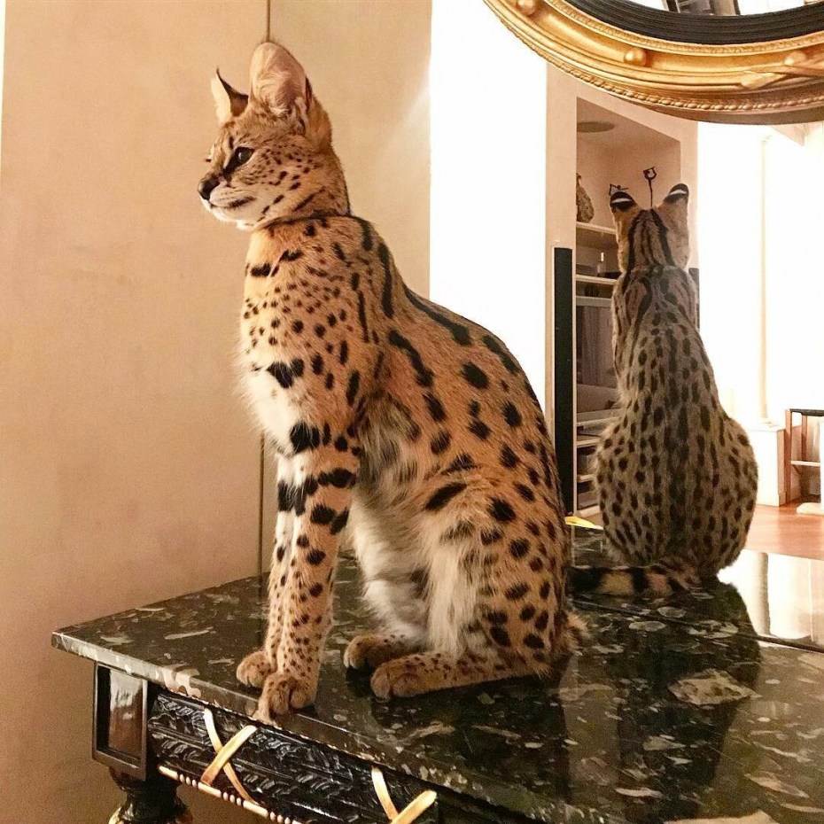 Саванна кошка