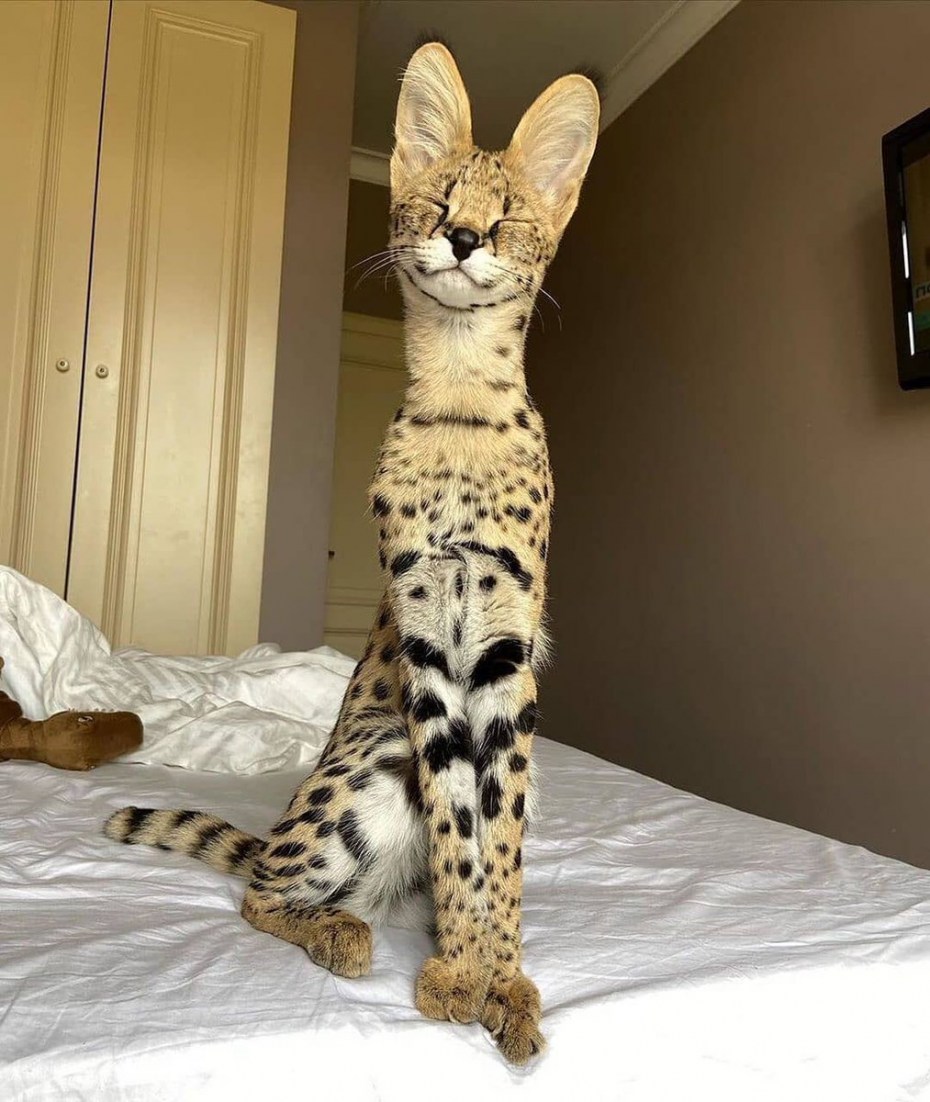 Мейн кун Ашера котенок