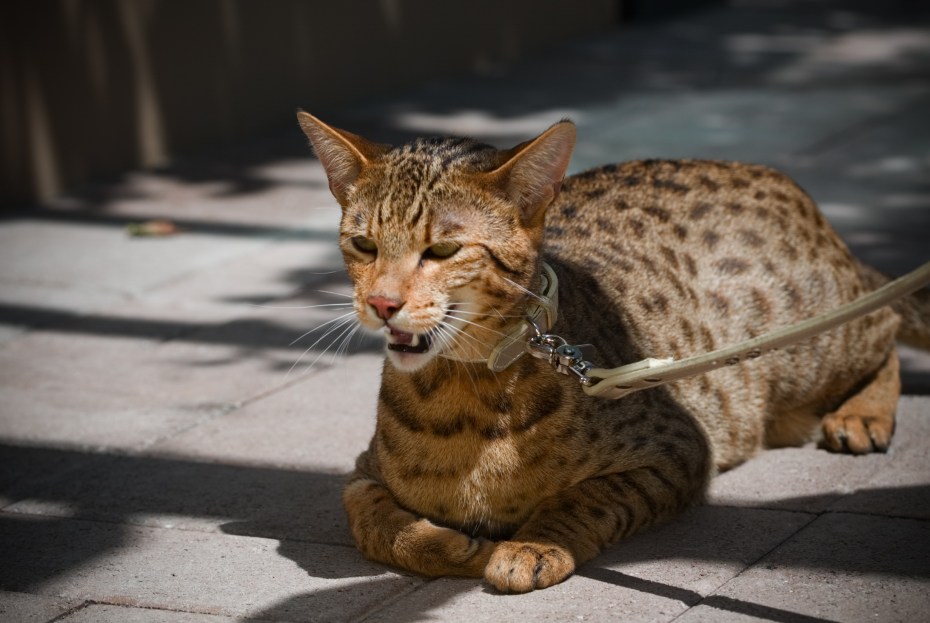 Кот сервал домашний