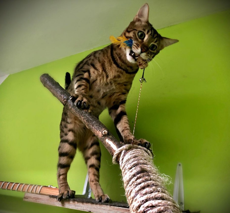 Саванна кошка