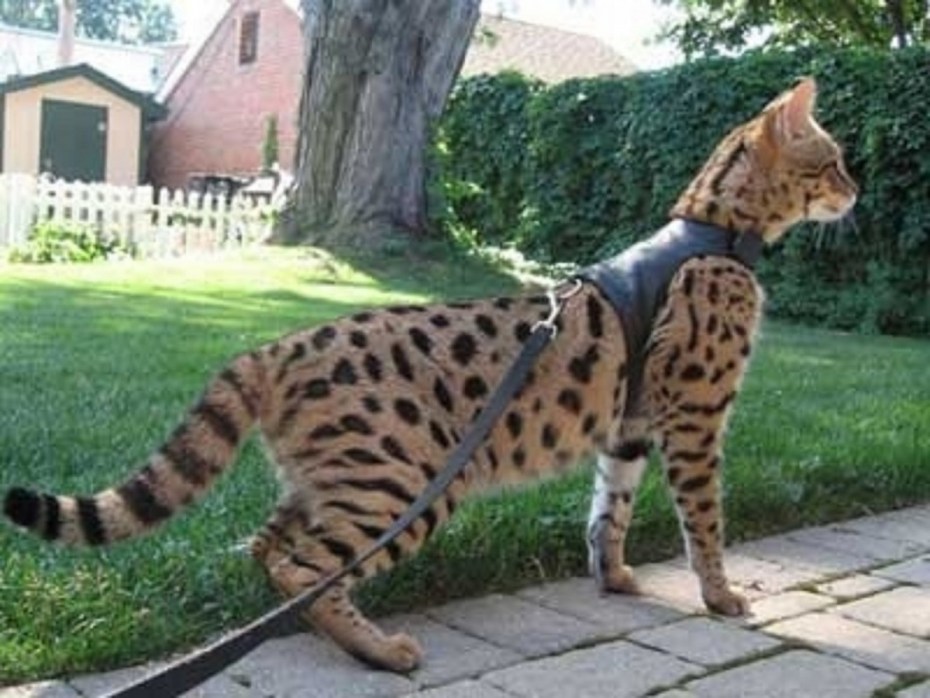 Саванна кот
