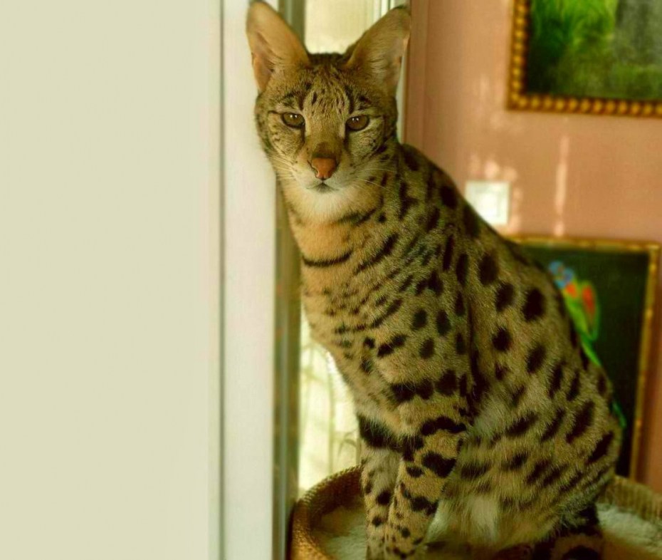 Кошка Ашера