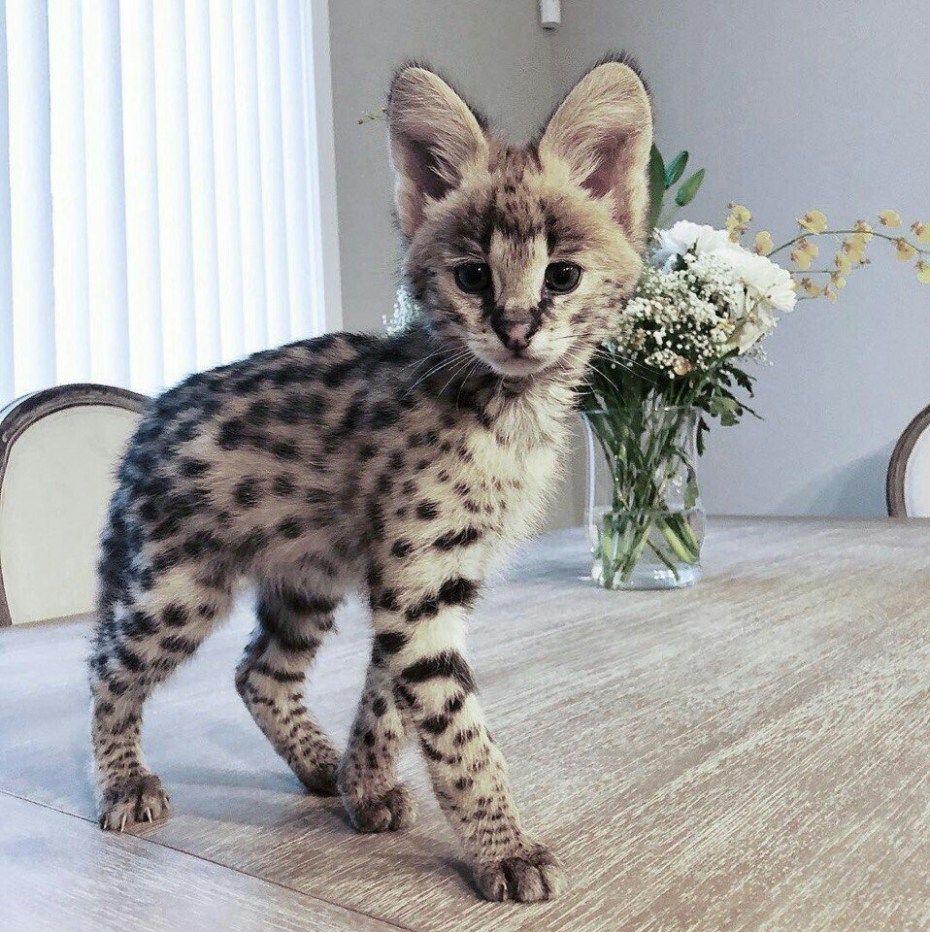 Бенгальская Саванна кошка