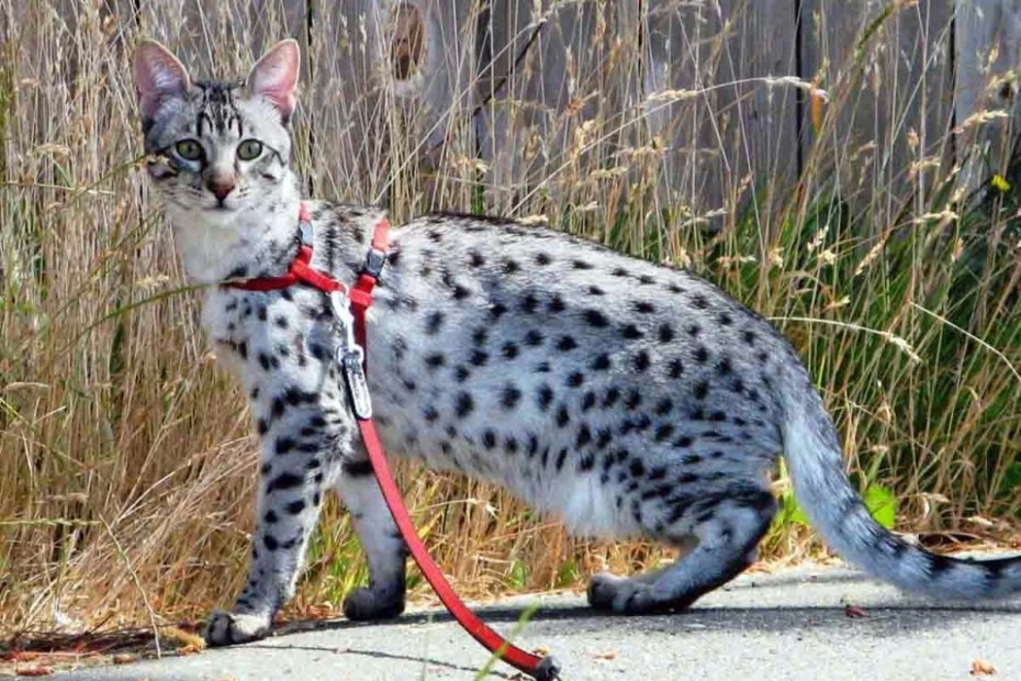 Кошка Ашера