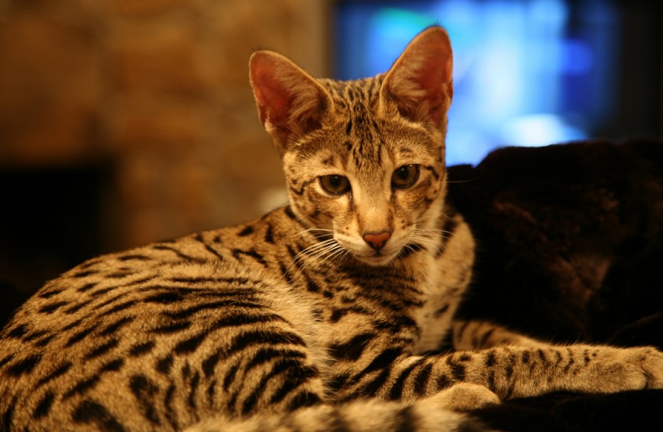 Кошка Саванна и сервал