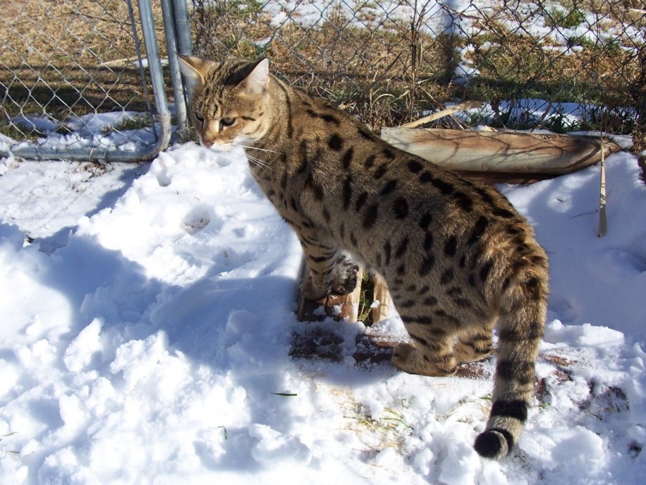 Саванна кошка