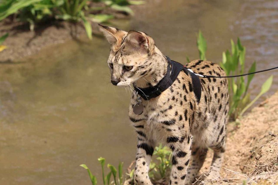 Кошка Ашера