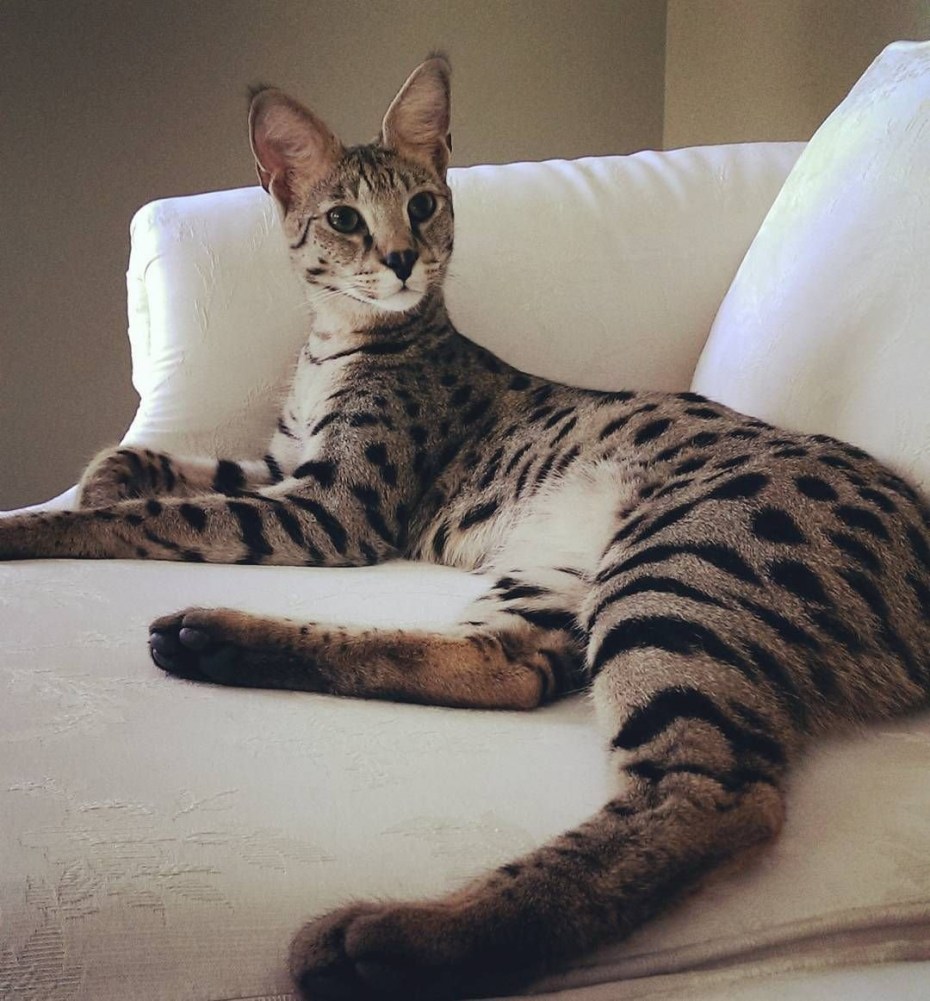 Ашера котенок