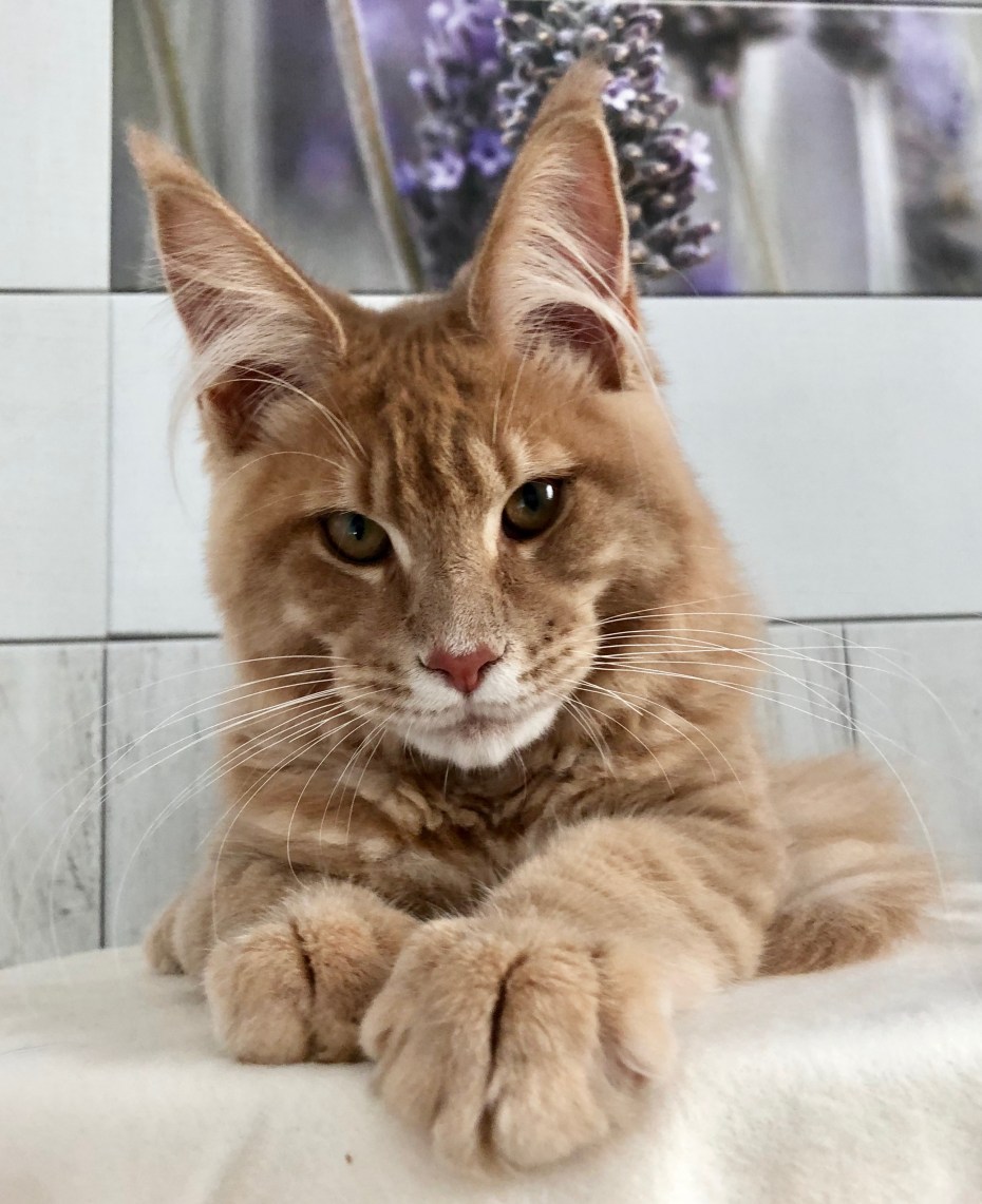 Саванна кошка