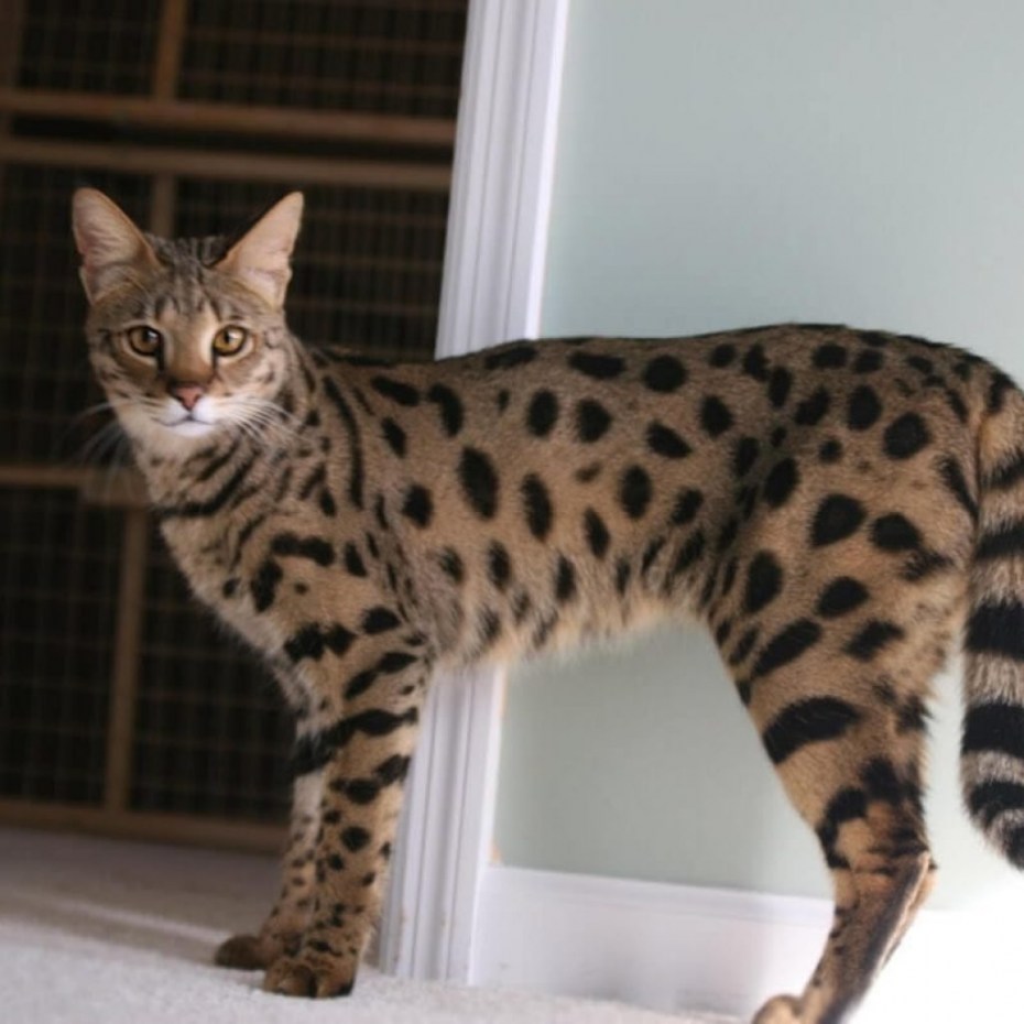 Кошка Ашера