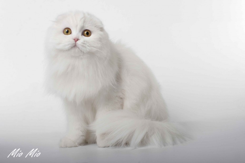 Скоттиш фолд длинношерстный