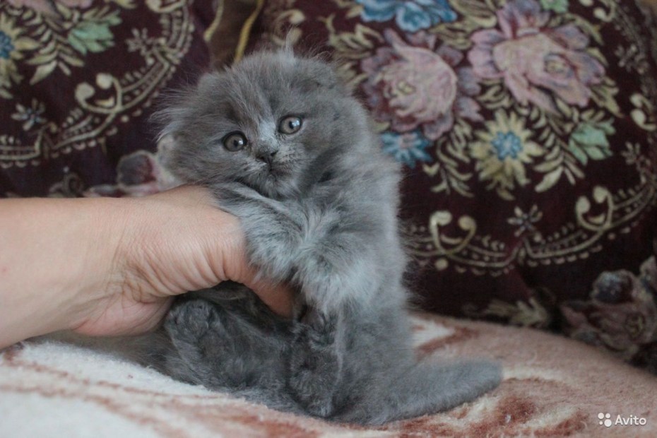 Шотландская вислоухая кот рыжий хайленд фолд
