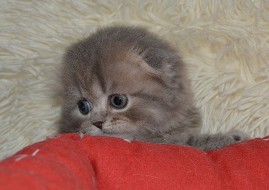 Скоттиш фолд длинношерстный пух
