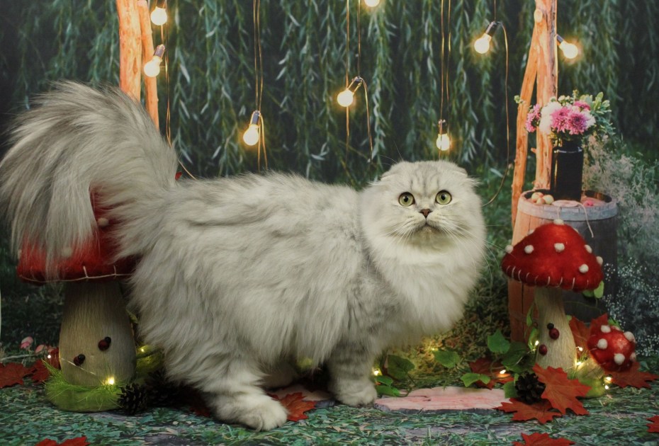 Шотландская кошка скоттиш фолд