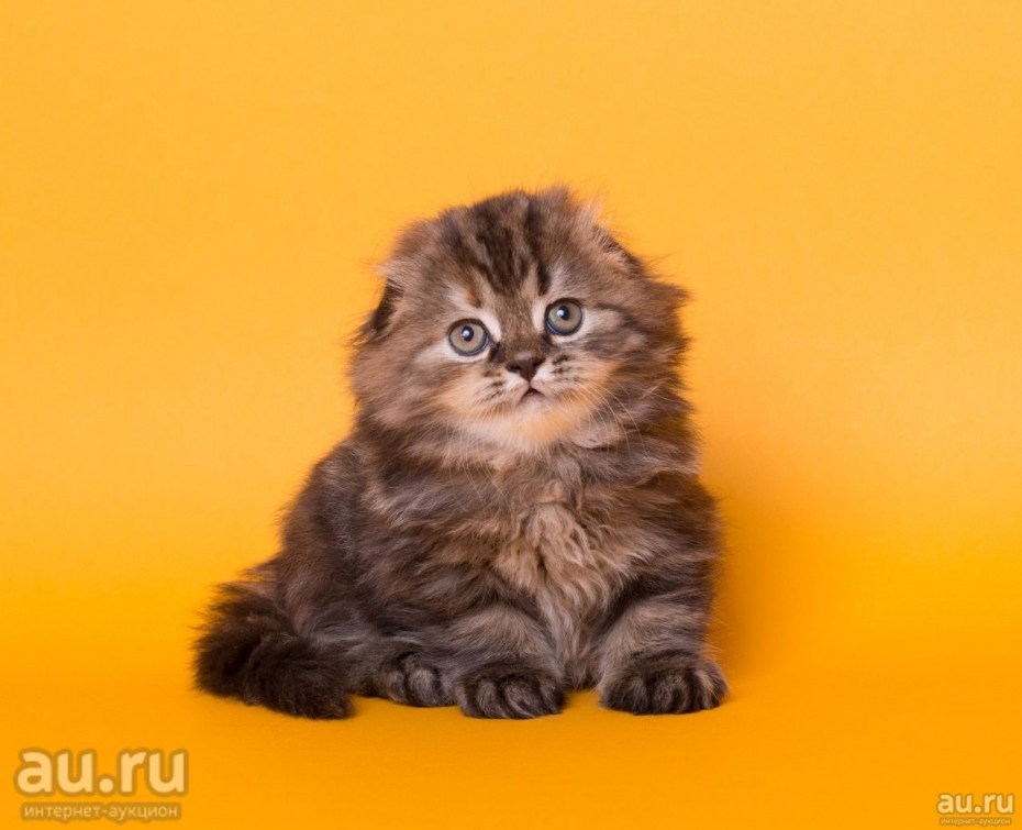 Highland Fold кошка