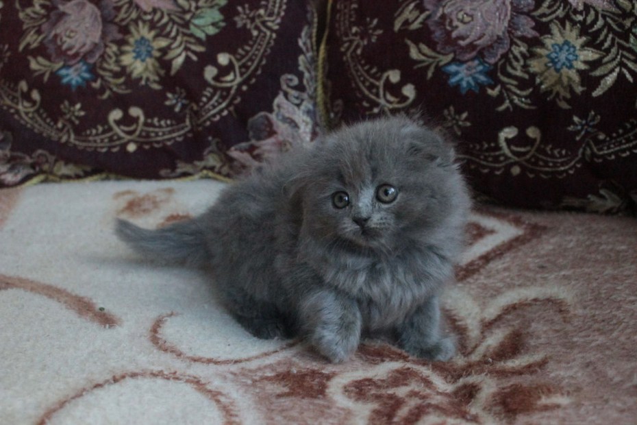 Шотландская вислоухая кошка длинношерстная трехцветная