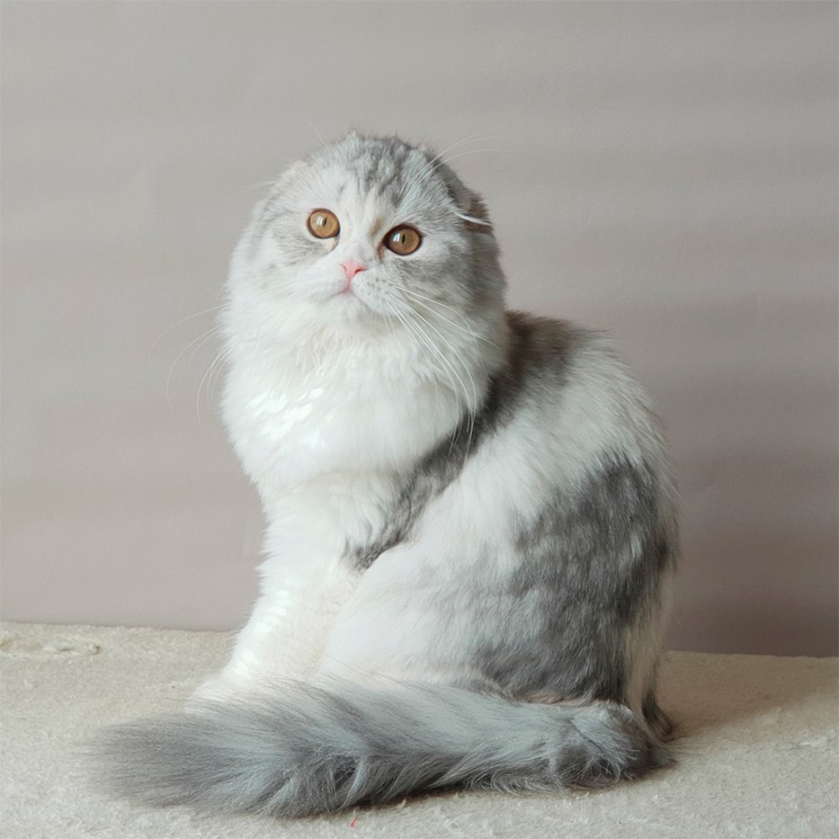 Скоттиш-фолд Шотландская вислоухая кошка длинношерстная