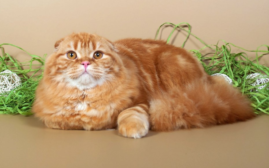 Кот хайленд фолд