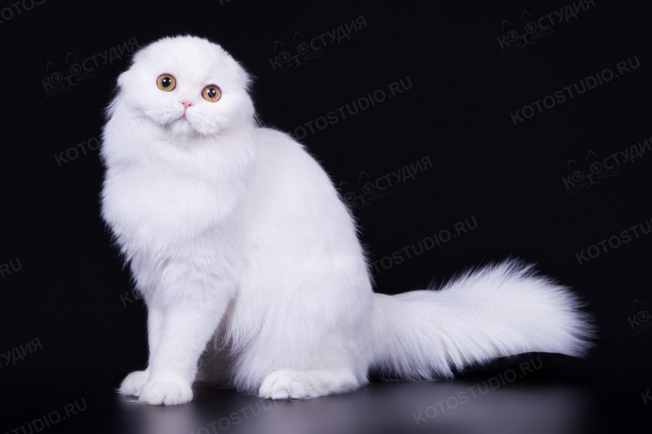 Скоттиш фолд длинношерстный