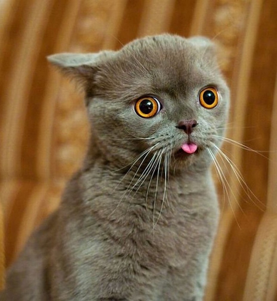 Котики демотиваторы