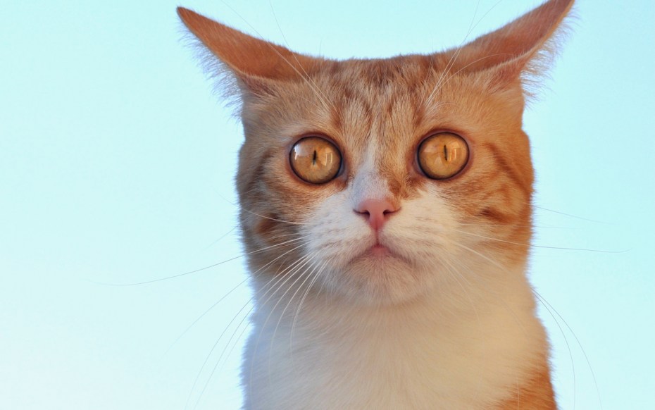 Удивленная морда кота