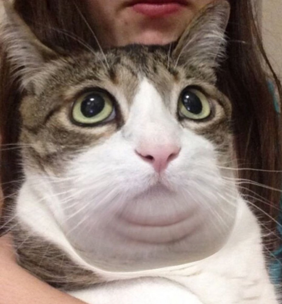 Смешные рожи кошек