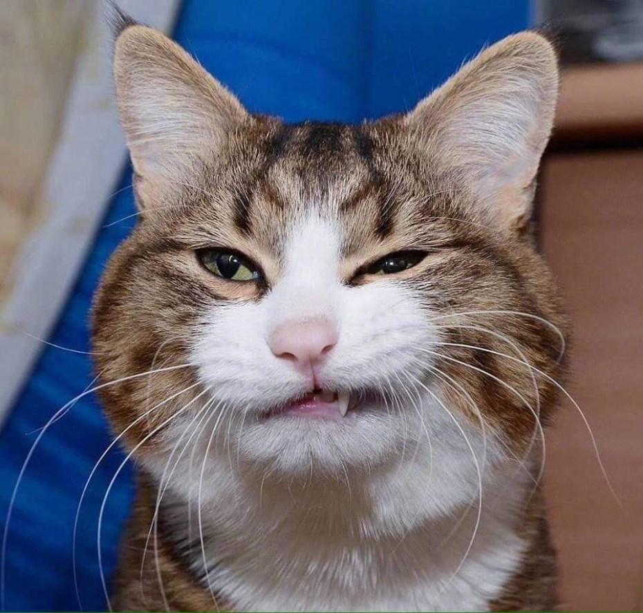 Смешные рожи кошек