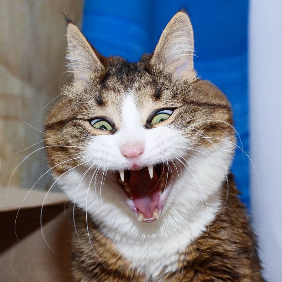 Смешные морды котов