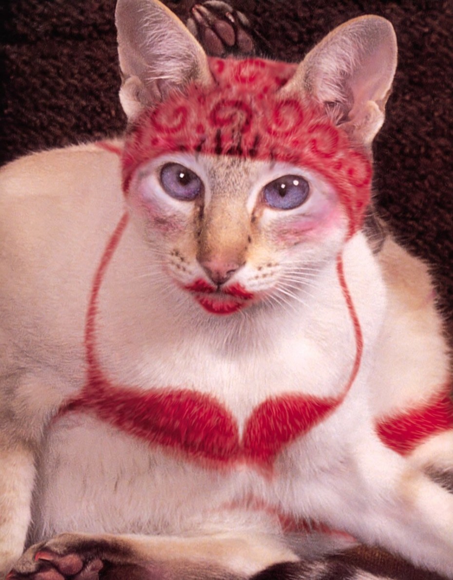 Тупые коты