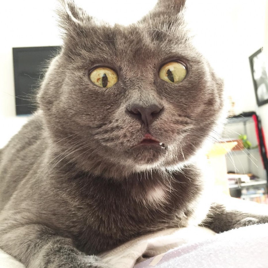 Удивленный кот