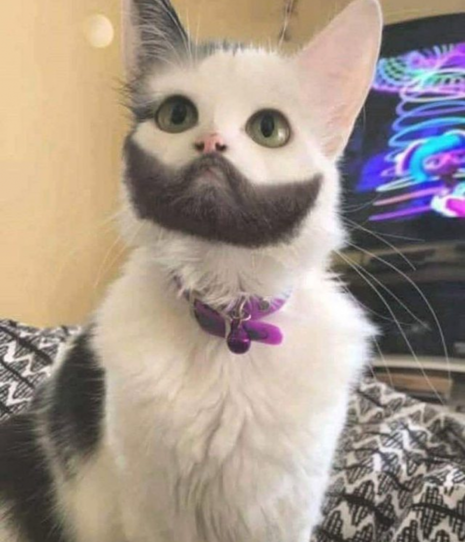 Кот с усами