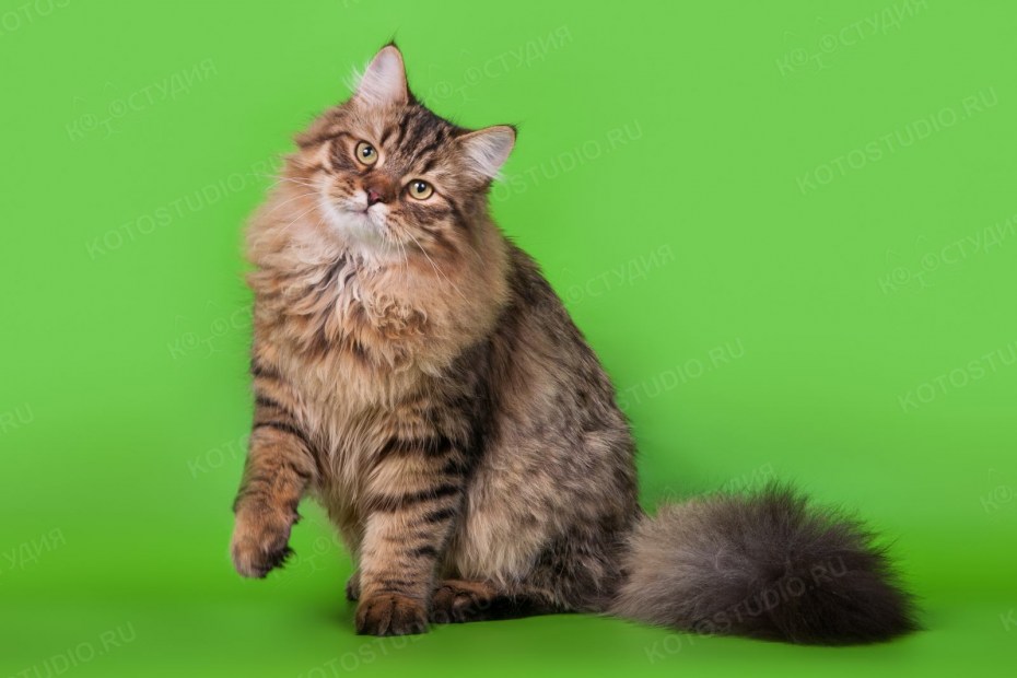 Сибирская кошка черная мраморная