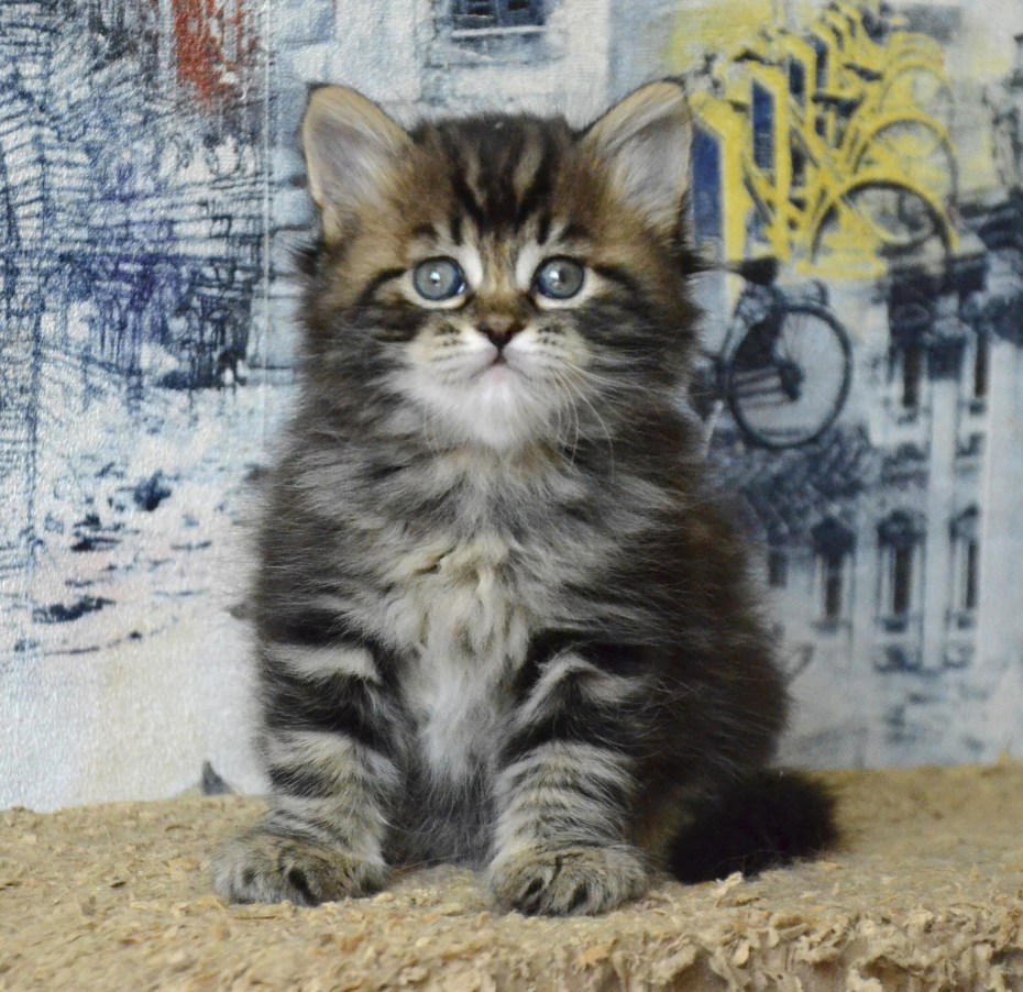 Норвежская длинношерстная Лесная кошка