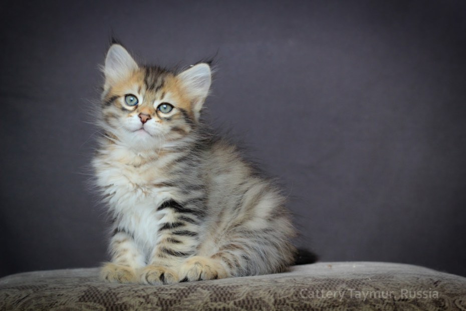 Сибирский кот полосатый с белым