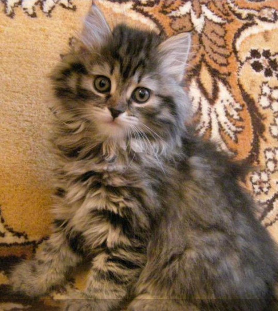 Сибирские котята трехцветные черепаховые