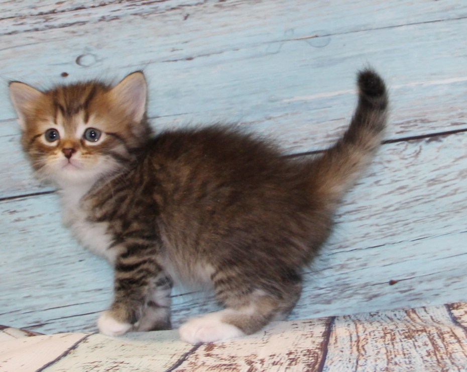 Котята сибирской кошки 1.5 месяца