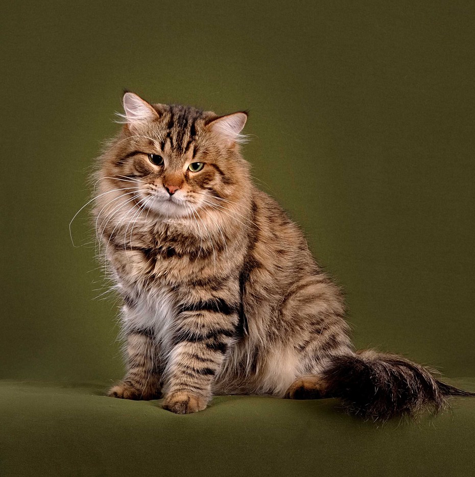 Мраморные Сибирские котята