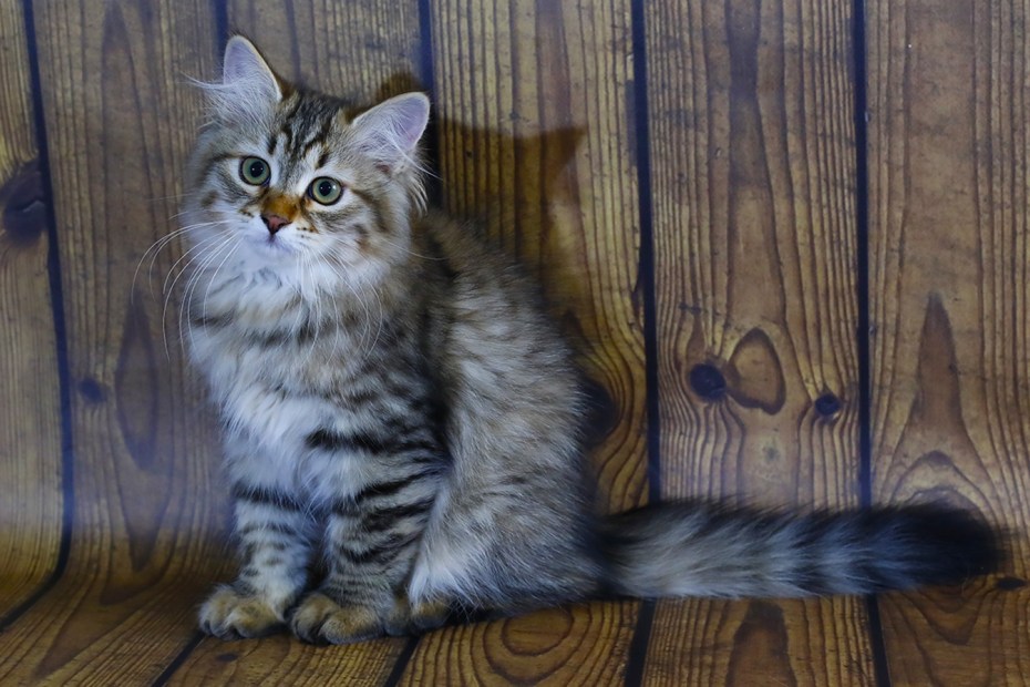 Сибирские котята фото 2 месяца