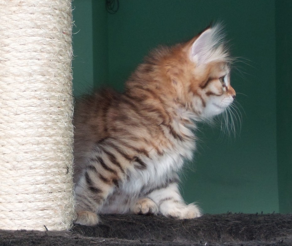 Норвежские Лесные котята