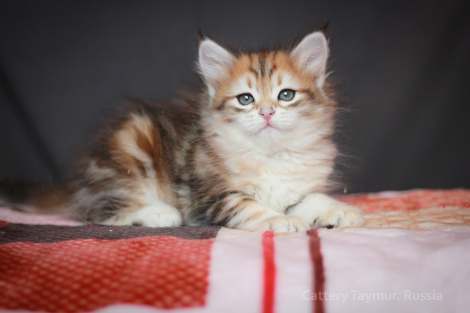 Сибирский кот серый длинношёрстный