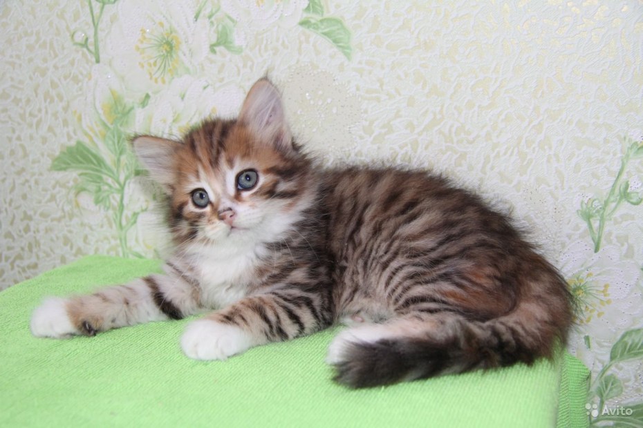 Красивые Сибирские кошки девочки