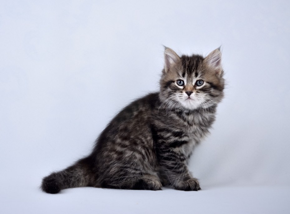 Котята Шахты Сибирские