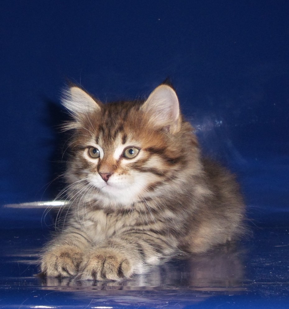 Сибирские котята в 7 месяцев