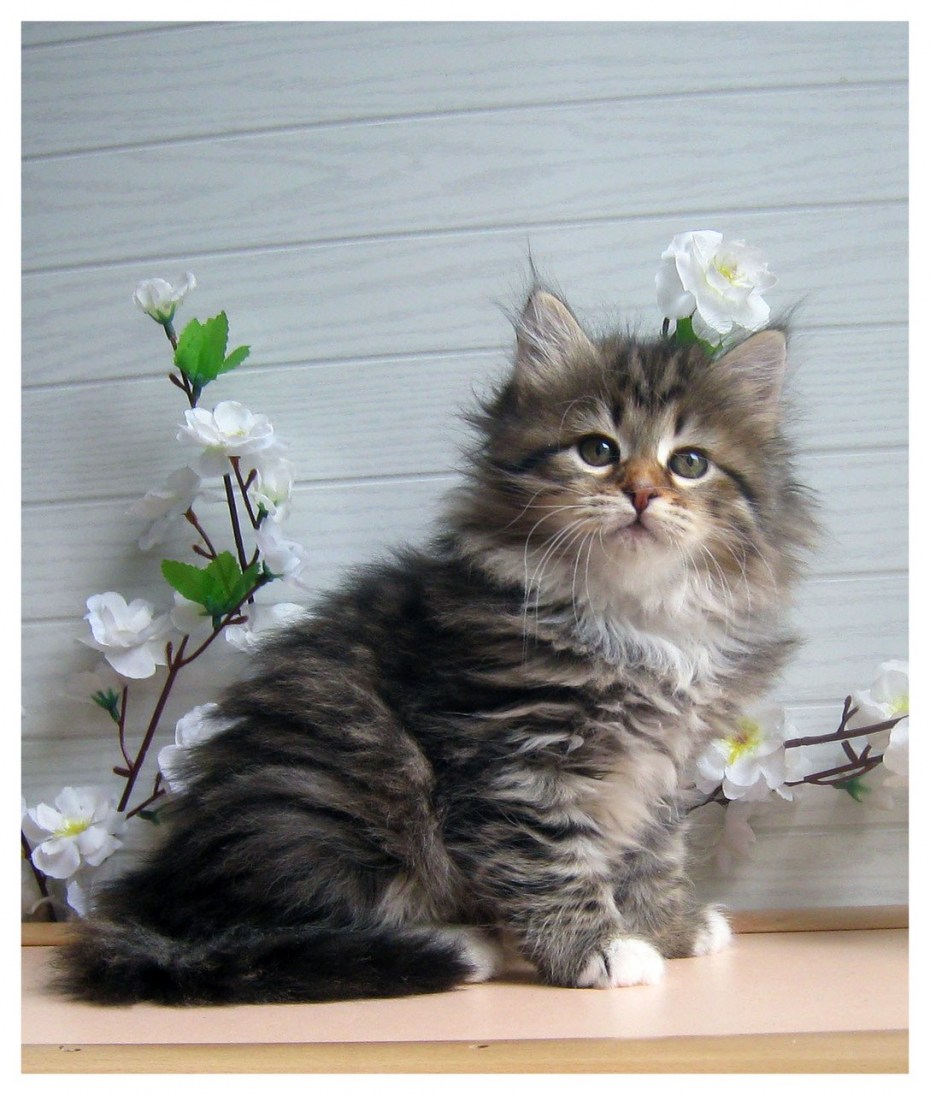 Сибирские котик окрас золотой мрамор