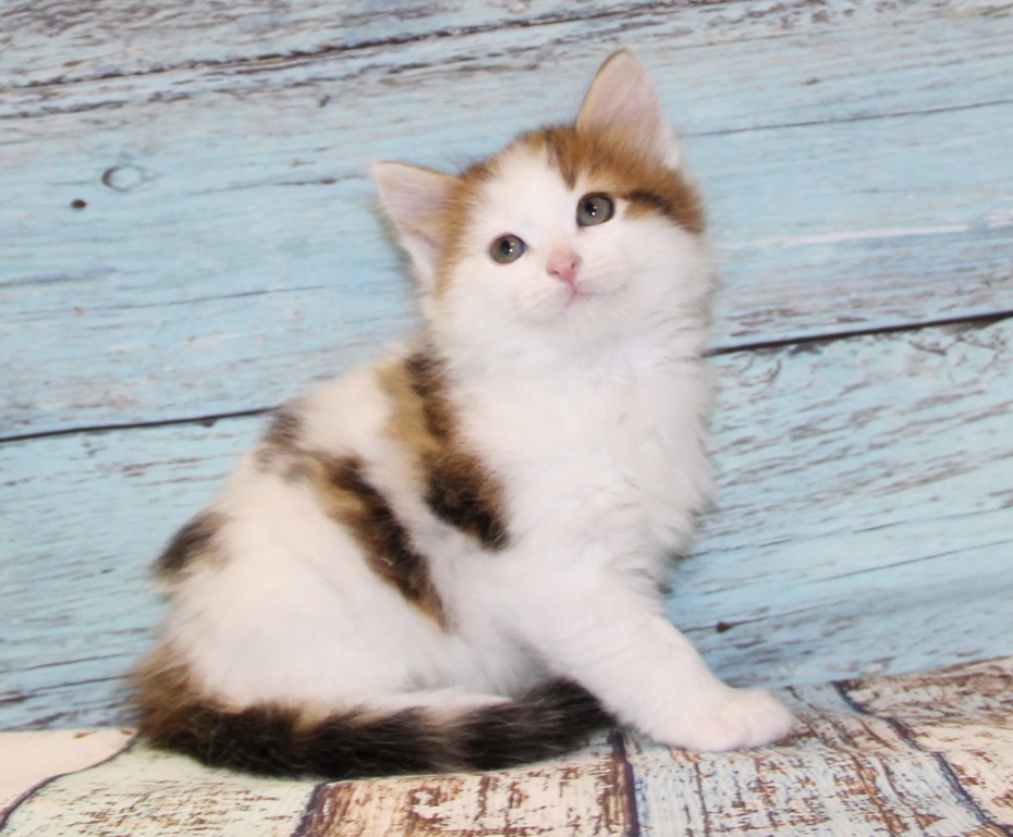 Мраморные Сибирские котята