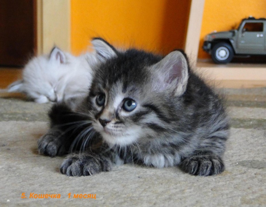 Котята сибирской породы