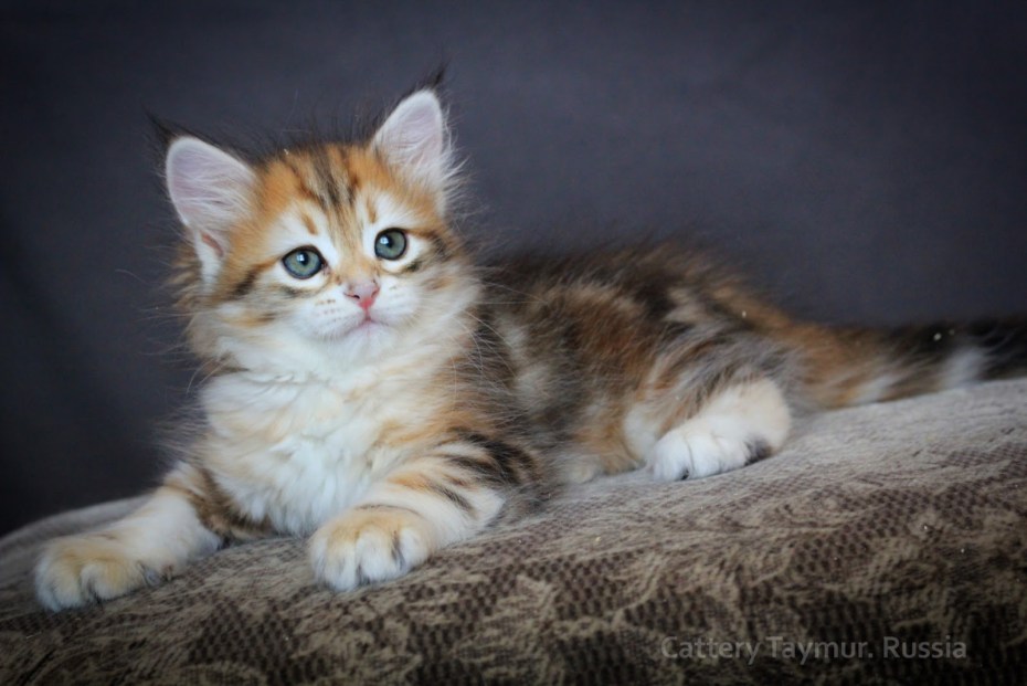 Сибирская Лесная кошка котята