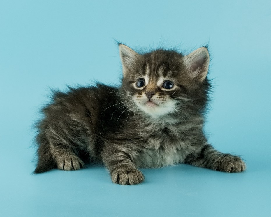 Сибирская кошка котята
